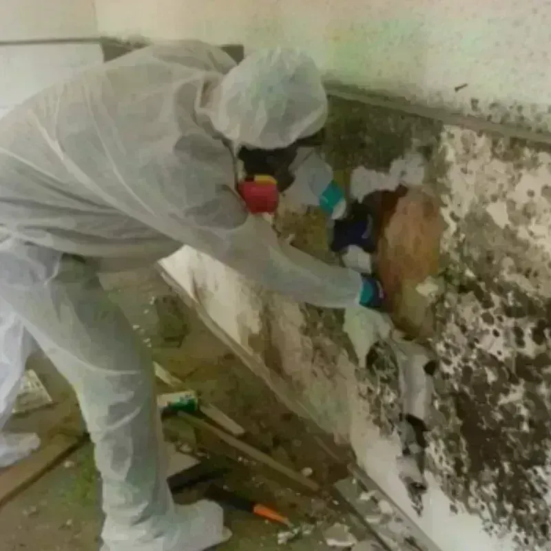 Mold Remediation and Removal in Centerville, OH